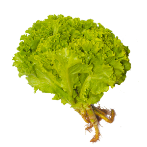 Alface