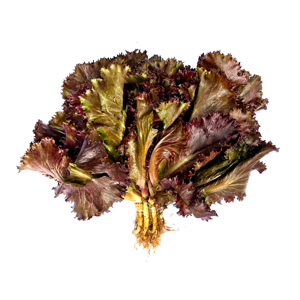 Alface Roxa