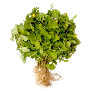 Jambu